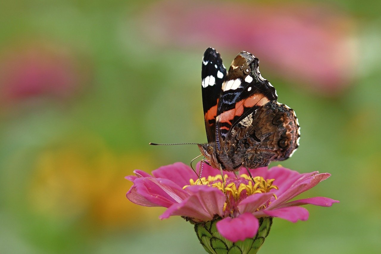 Growing and Decorating with Zinnias